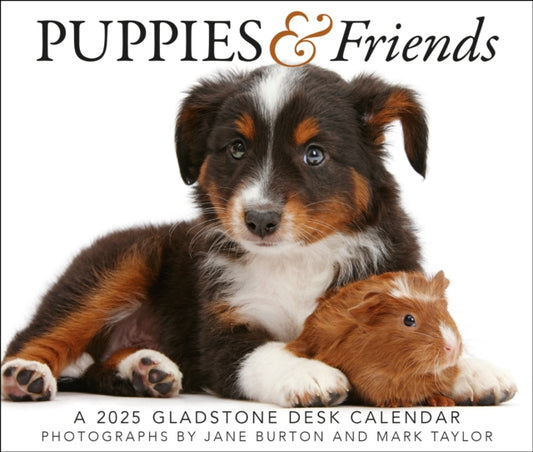 Puppies & Friends Box Calendar 2025-9781612235639