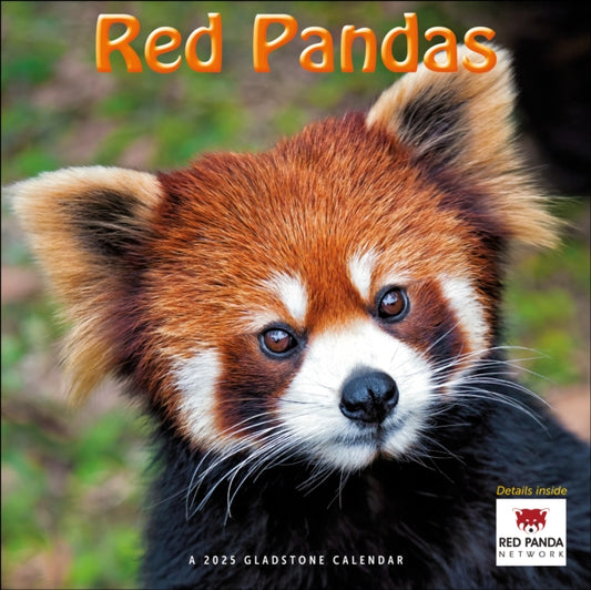Red Pandas Square Wall Calendar 2025-9781612235660