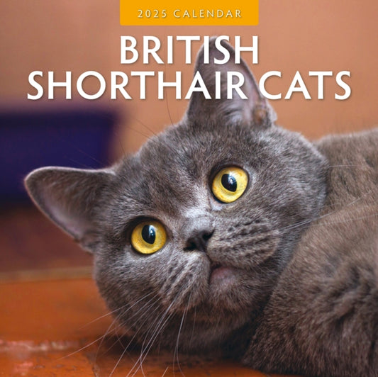 British Shorthair Cats 2025 Square Wall Calendar-9781804423738