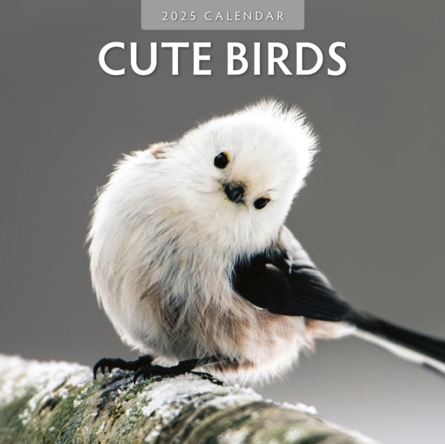 Cute Birds 2025 Square Wall Calendar-9781804423806