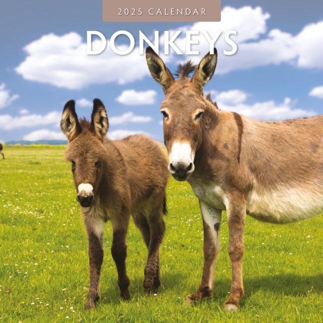 Donkeys 2025 Square Wall Calendar-9781804423851