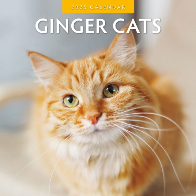 Ginger Cats 2025 Square Wall Calendar-9781804423912