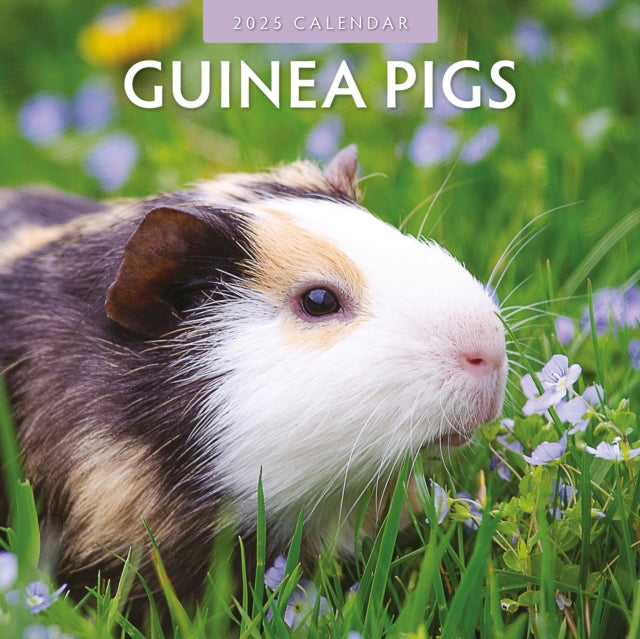 Guinea Pigs 2025 Square Wall Calendar-9781804423929