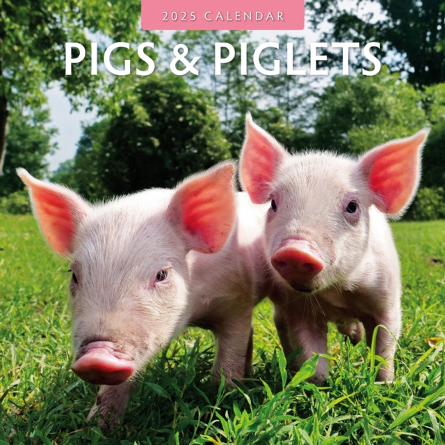 Pigs & Piglets 2025 Square Wall Calendar-9781804424049