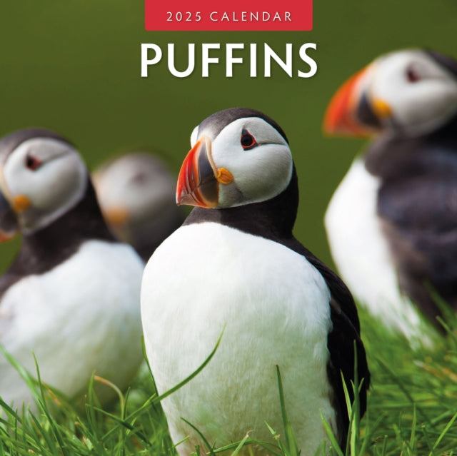 Puffins 2025 Square Wall Calendar-9781804424056