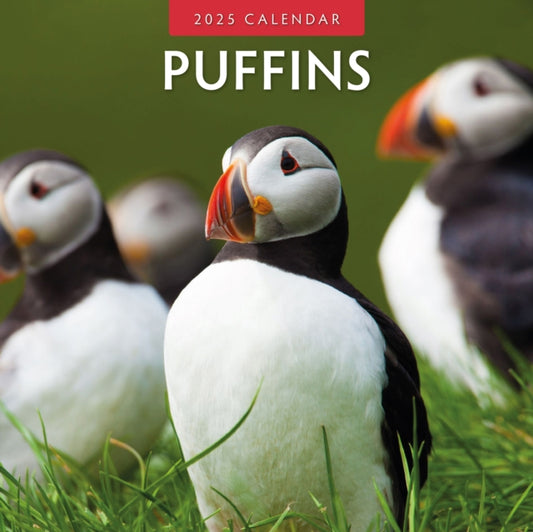 Puffins 2025 Square Wall Calendar-9781804424056
