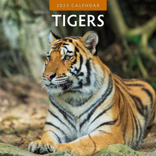 Tigers 2025 Square Wall Calendar-9781804424124
