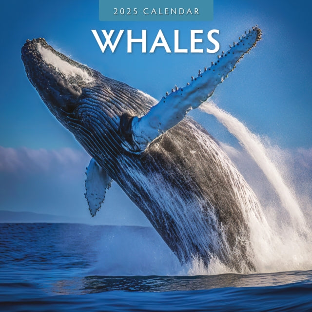 Whales 2025 Square Wall Calendar-9781804424131