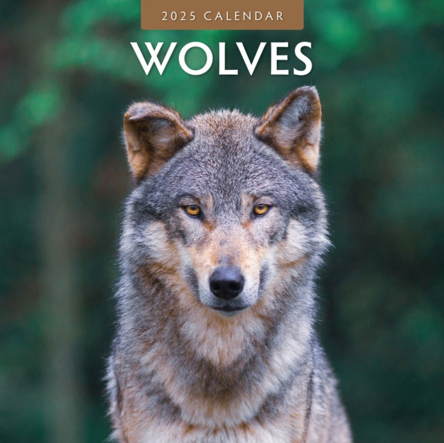 Wolves 2025 Square Wall Calendar-9781804424148