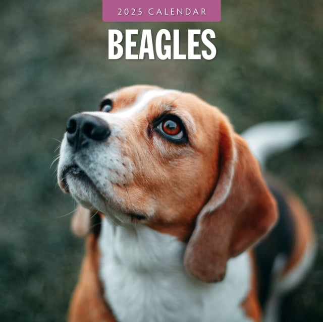 Beagles 2025 Square Wall Calendar-9781804424247