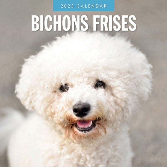 Bichons Frises 2025 Square Wall Calendar-9781804424292