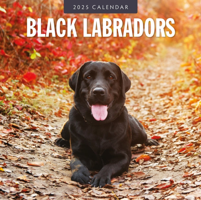 Black Labradors 2025 Square Wall Calendar-9781804424315