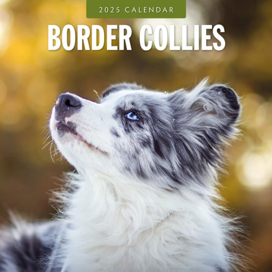 Border Collies 2025 Square Wall Calendar-9781804424339