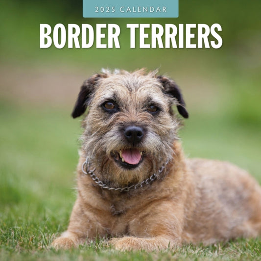 Border Terriers 2025 Square Wall Calendar-9781804424346