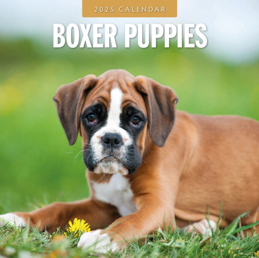 Boxer Puppies 2025 Square Wall Calendar-9781804424384