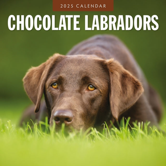 Chocolate Labradors 2025 Square Wall Calendar-9781804424476