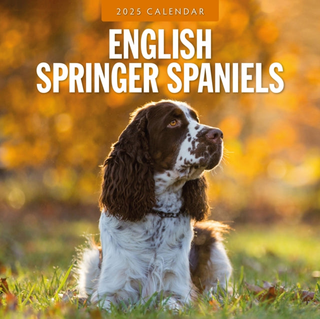 English Springer Spaniels 2025 Square Wall Calendar-9781804424605