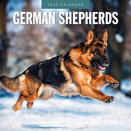 German Shepherds 2025 Square Wall Calendar-9781804424674