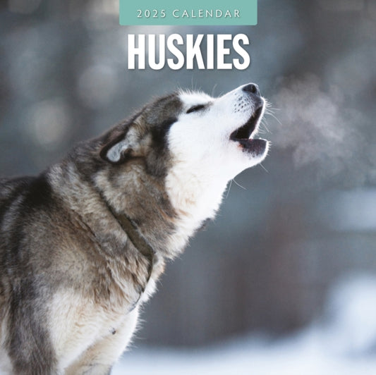 Huskies 2025 Square Wall Calendar-9781804424759