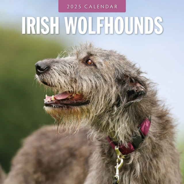 Irish Wolfhounds 2025 Square Wall Calendar-9781804424773