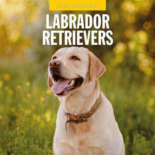 Labrador Retrievers 2025 Square Wall Calendar-9781804424810