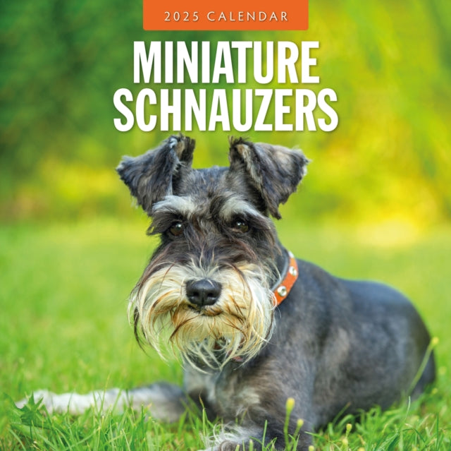 Miniature Schnauzer 2025 Square Wall Calendar-9781804424889