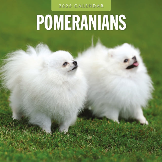 Pomeranians 2025 Square Wall Calendar-9781804424971