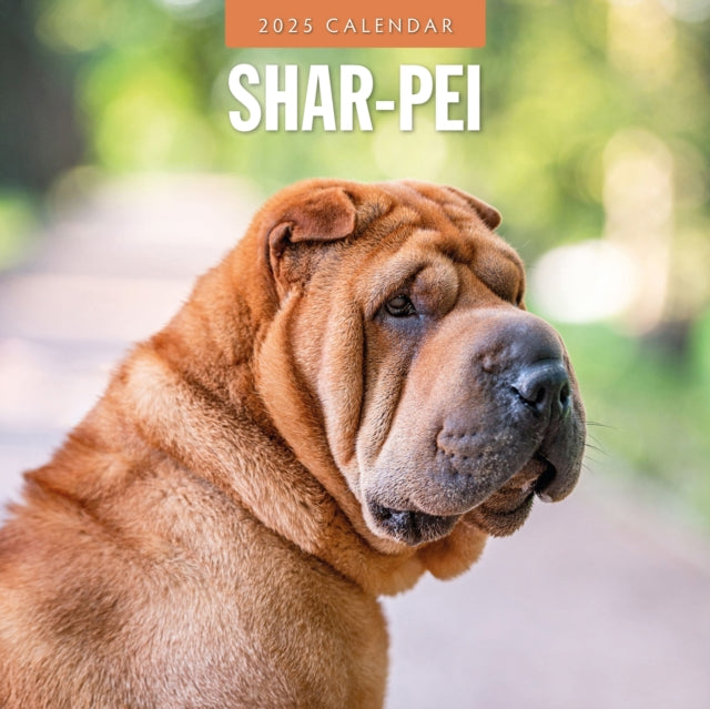 Shar-pei 2025 Square Wall Calendar-9781804425084