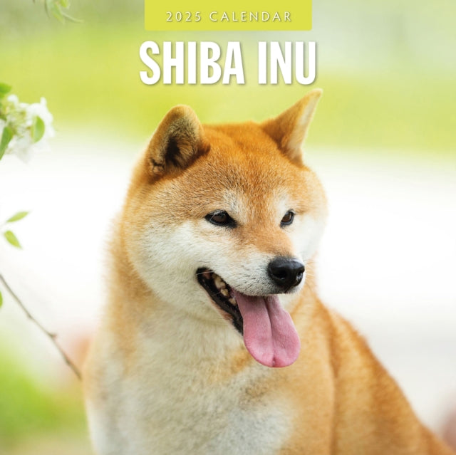 Shiba Inu 2025 Square Wall Calendar-9781804425107