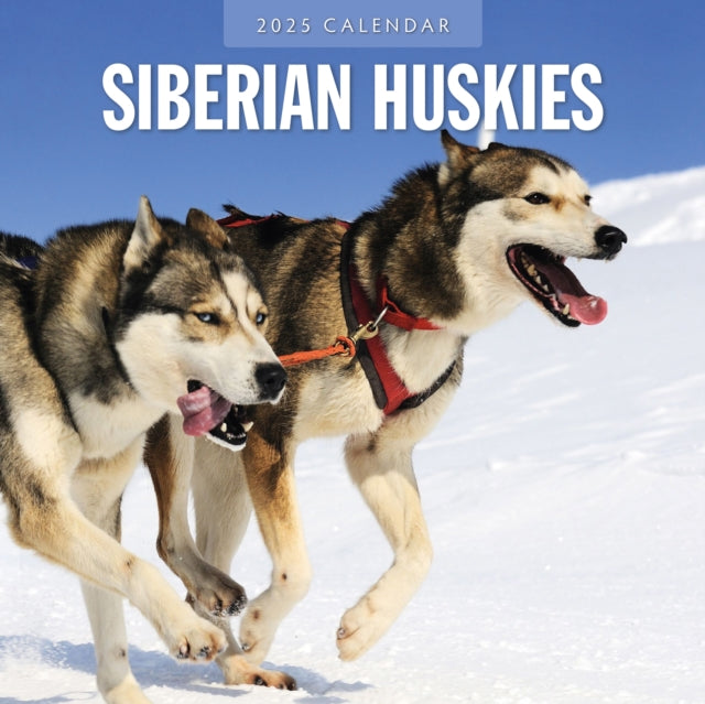 Siberian Huskies 2025 Square Wall Calendar-9781804425121