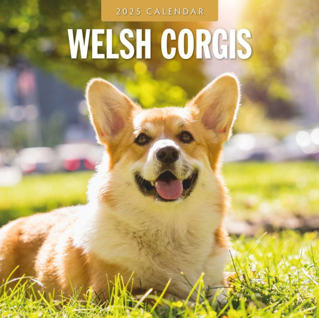 Welsh Corgis 2025 Square Wall Calendar-9781804425206