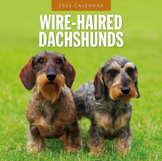 Wire-Haired Dachshunds 2025 Square Wall Calendar-9781804425251