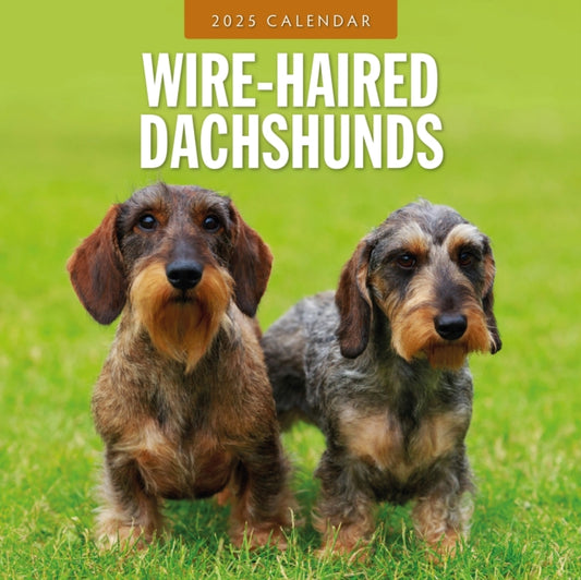 Wire-Haired Dachshunds 2025 Square Wall Calendar-9781804425251