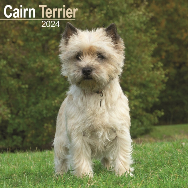 Cairn Terrier Calendar 2024  Square Dog Breed Wall Calendar - 16 Month-9781804600252