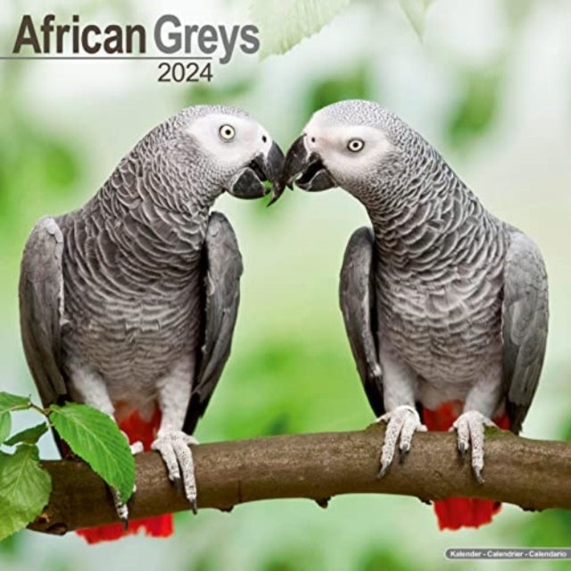 African Greys Calendar 2024  Square Bird Wall Calendar - 16 Month-9781804601181