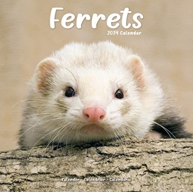Ferrets Calendar 2024  Square Animal Wall Calendar - 16 Month-9781804601396