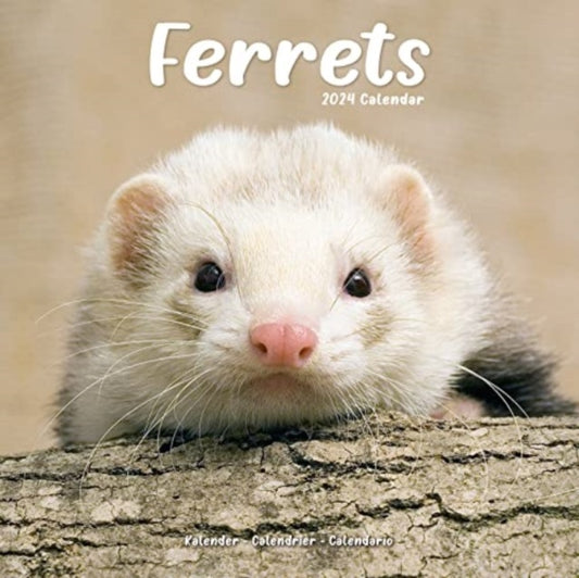Ferrets Calendar 2024  Square Animal Wall Calendar - 16 Month-9781804601396