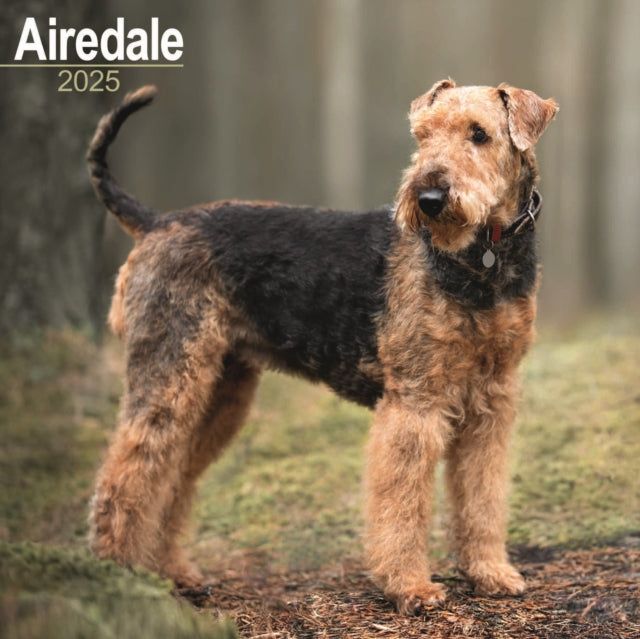 Airedale Terrier Square Wall Calendar 2025-9781804603024