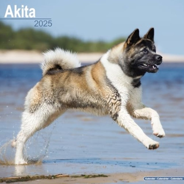Akita Calendar 2025  Square Dog Breed Wall Calendar - 16 Month-9781804603031