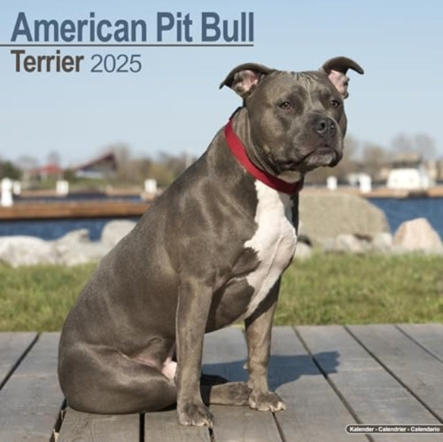 American Pit Bull terrier Calendar 2025  Square Dog Breed Wall Calendar - 16 Month-9781804603055