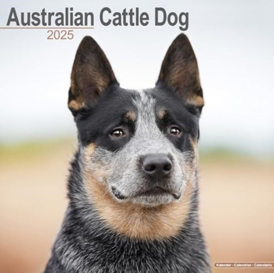 Australian Cattle Dog Calendar 2025  Square Dog Breed Wall Calendar - 16 Month-9781804603079