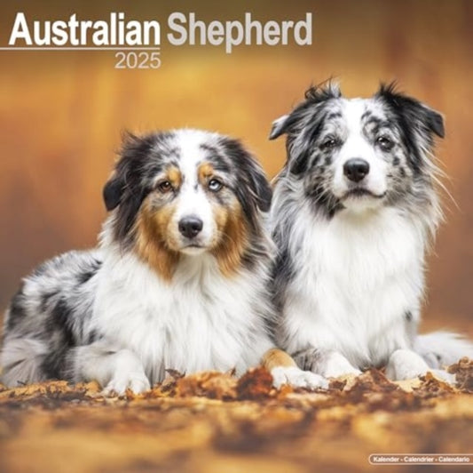 Australian Shepherd Calendar 2025  Square Dog Breed Wall Calendar - 16 Month-9781804603086