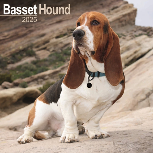 Basset Hound Square Wall Calendar 2025-9781804603093