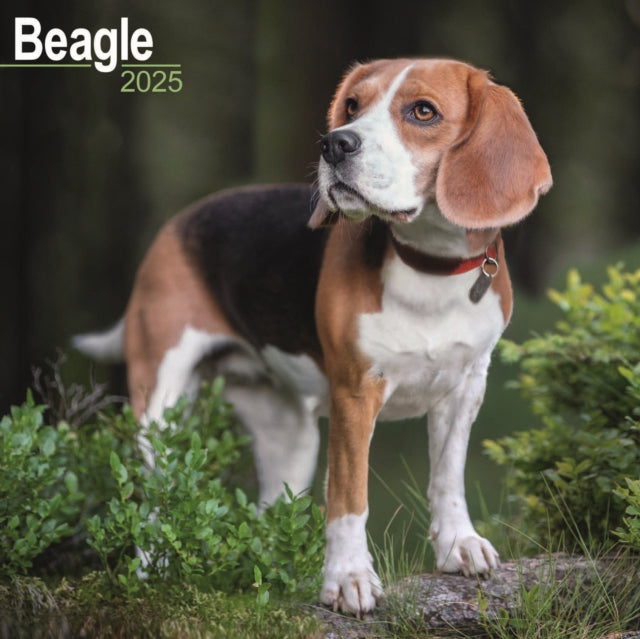 Beagle Square Wall Calendar 2025-9781804603109