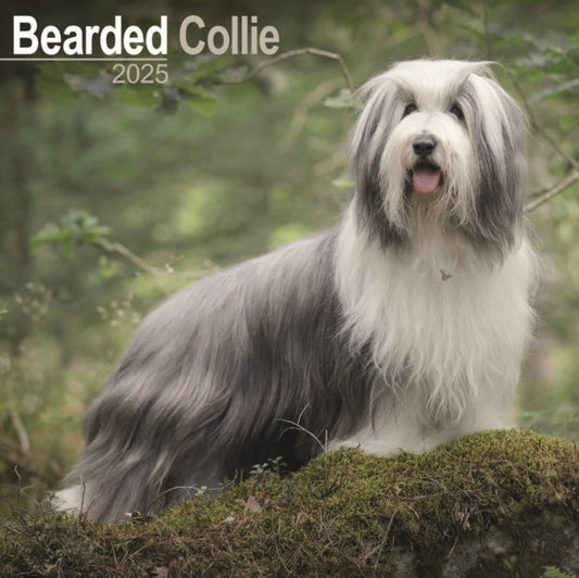 Bearded Collie Square Wall Calendar 2025-9781804603116