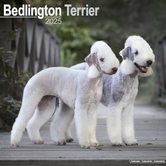 Bedlington Terrier Calendar 2025  Square Dog Breed Wall Calendar - 16 Month-9781804603123