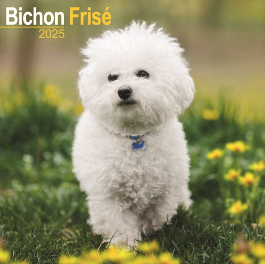 Bichon Frise Square Wall Calendar 2025-9781804603154