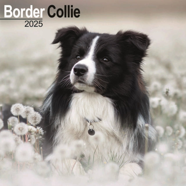 Border Collie Square Wall Calendar 2025-9781804603161