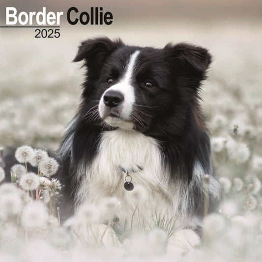 Border Collie Square Wall Calendar 2025-9781804603161