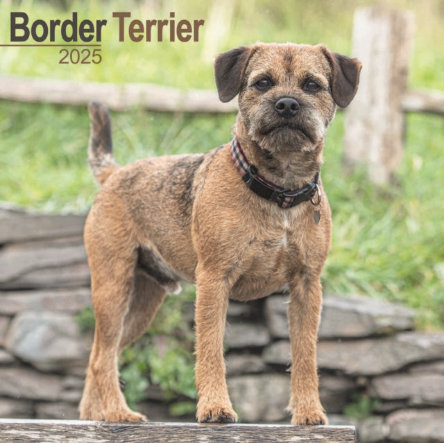 Border Terrier Square Wall Calendar 2025-9781804603178